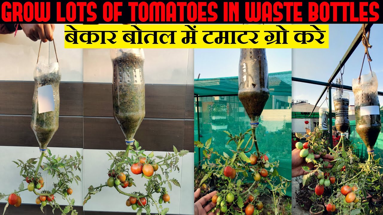प्लास्टिक बोतलों में टमाटर उगाने का सबसे आसान और सस्ता तरीका (Step-by-Step Guide)