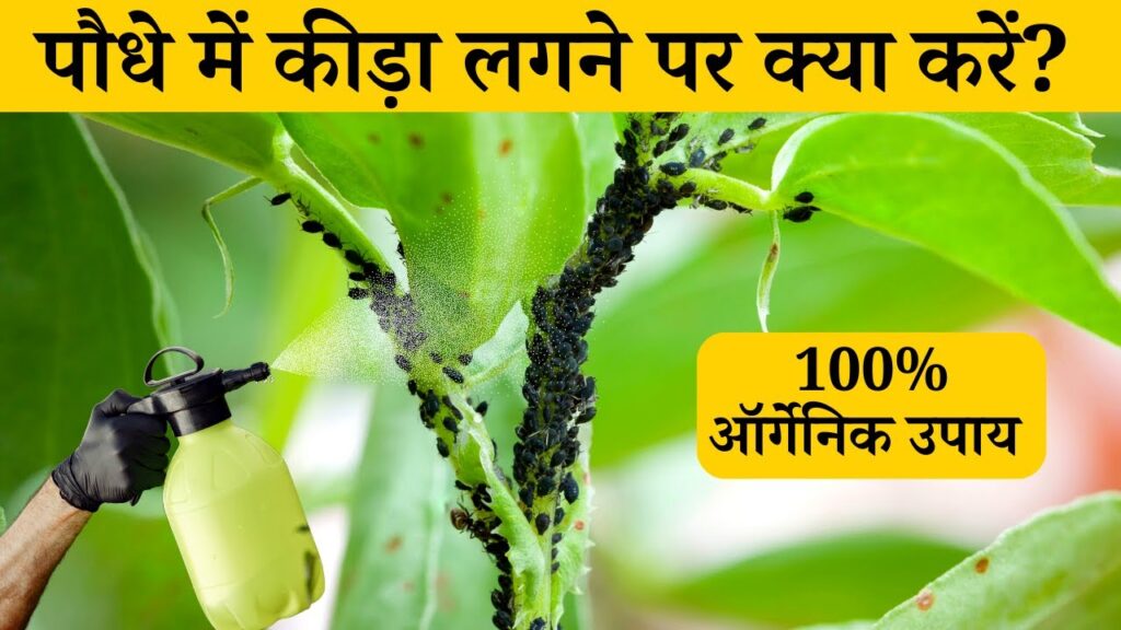 नीम ऑयल स्प्रे से पौधों को कीड़ों से बचाने का आसान तरीका