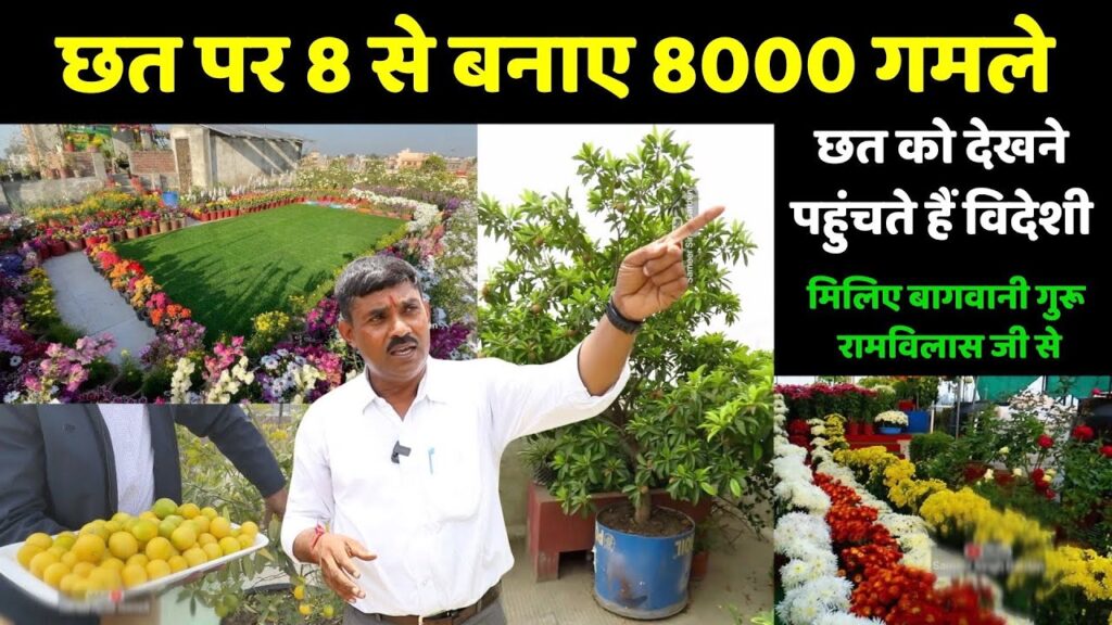 8 गमलों से 8000 गमलों का सफर – राम विलास जी की छत पर बना गार्डन स्टेडियम