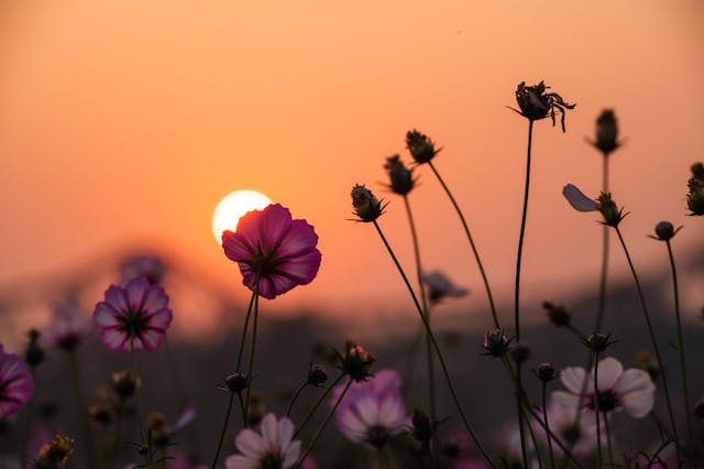 छत पर फूलों का गार्डन कैसे बनाएं – Seasonal Plants Ideas के साथ गाइड