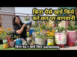 ज़ीरो इन्वेस्टमेंट से गार्डनिंग – घर के पुराने सामान से बनाएं खूबसूरत बगिया