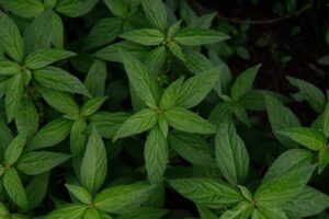 आउटडोर गार्डन में कौन-कौन से पौधे लगाएं – आसान और सुंदर विकल्प