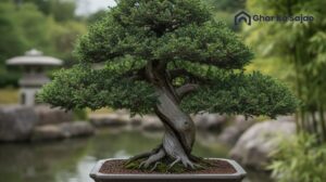 सजावटी पौधों के नाम: घर और ऑफिस को प्राकृतिक खूबसूरती देने वाले 10 शानदार पौधे