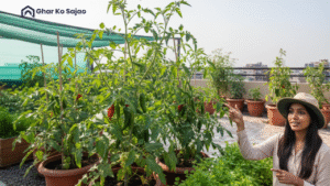 छत पर बागवानी कैसे करें – आसान तरीके और विशेषज्ञ टिप्स
