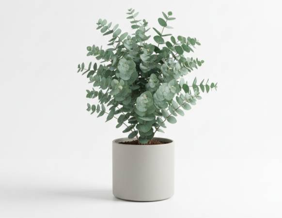 घर में धन और सकारात्मकता बढ़ाने वाले 50 लकी पौधे