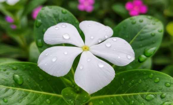 घर में धन और सकारात्मकता बढ़ाने वाले 50 लकी पौधे