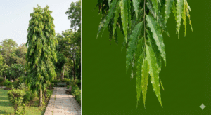 अशोक का पेड़ कितने घंटे ऑक्सीजन देता है? (इसके बाद 15 FAQs)