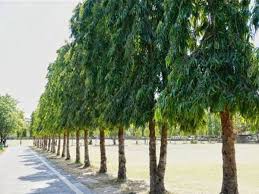 अशोक का पेड़ कितने घंटे ऑक्सीजन देता है